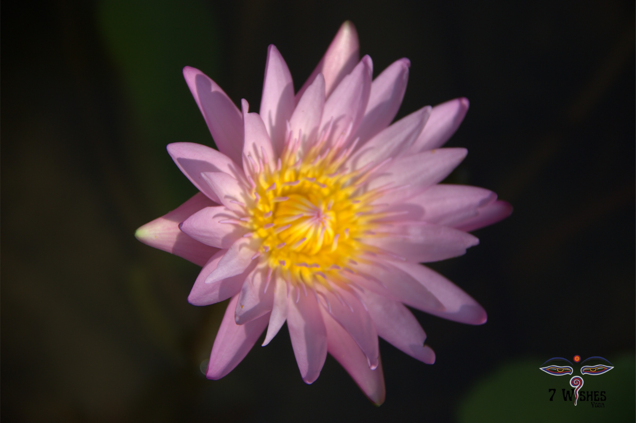 Seven Wishes Yoga